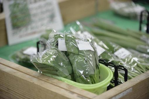 長命命 長命命の写真