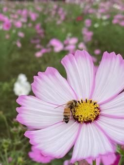 秋の日に咲きほこるコスモスの花とハチ 秋の日に咲きほこるコスモスの花とハチの写真