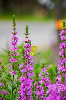 Lythrum salicaria and Colias butterfly (1), JPG