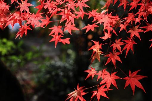 Photo, autumn leaves, maple, autumn, 