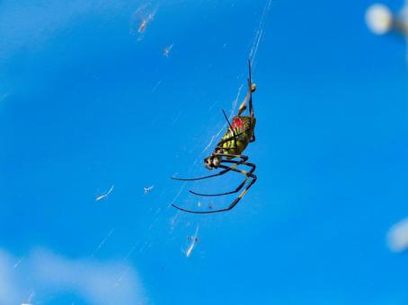蜘蛛の巣を張るジョロウグモ ジョロウグモ,生き物,蜘蛛の写真素材