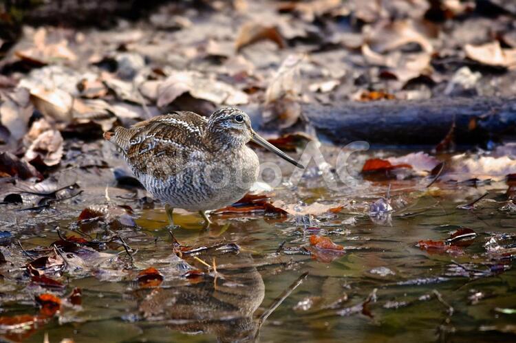 上方を警戒するアオシギ 冬,野鳥,里の鳥の写真素材