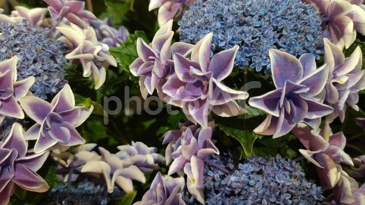 星組アジサイ 紫陽花,アジサイ,あじさいの写真素材
