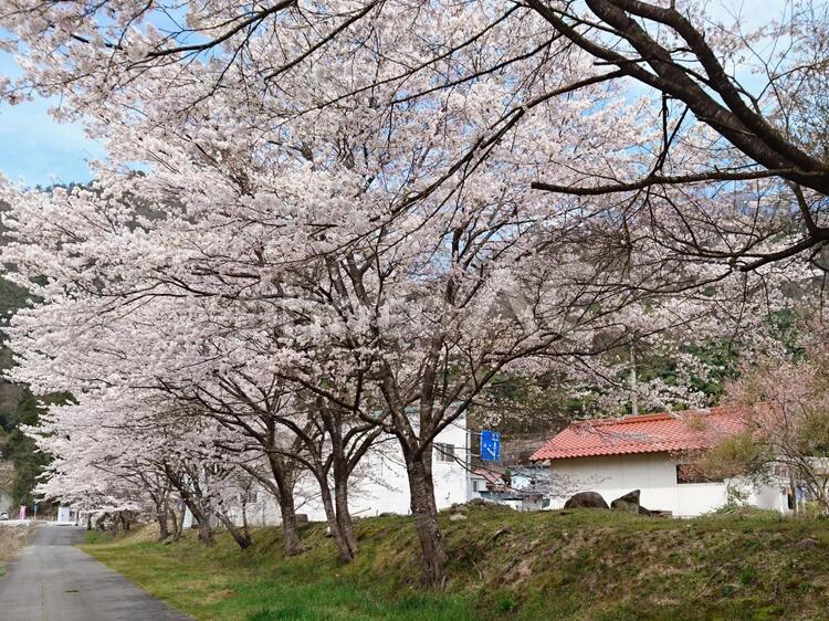 桜並木 桜,並木,春の写真素材
