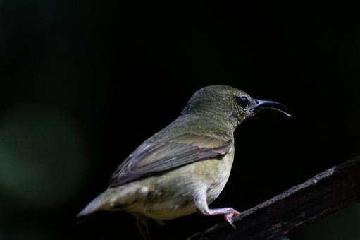 花の蜜を吸いに来るタイヨウチョウ 花の蜜を吸いに来るタイヨウチョウ 鳥,小鳥,野鳥の写真素材