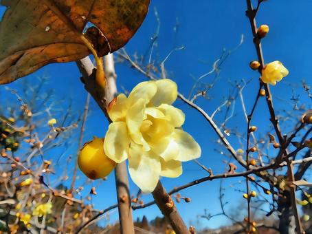 青空と蝋梅 蝋梅,ロウバイ,青空の写真素材