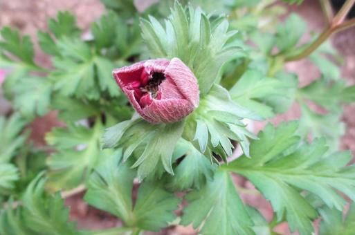 アネモネの蕾 アネモネ,蕾,植物の写真素材