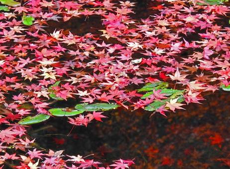 紅葉 水面に浮かぶ モミジの落ち葉 紅葉 水面に浮かぶ モミジの落ち葉 モミジ,もみじ,紅葉の写真素材