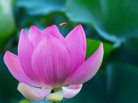 蓮の花、蓮の葉、ミツバチ 蓮の花、蓮の葉、ミツバチの写真