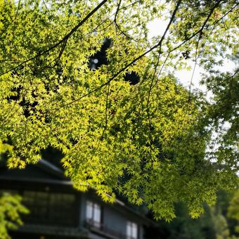 十月の光に透ける緑のもみじの葉 紅葉前 十月の光に透ける緑のもみじの葉 紅葉前の写真