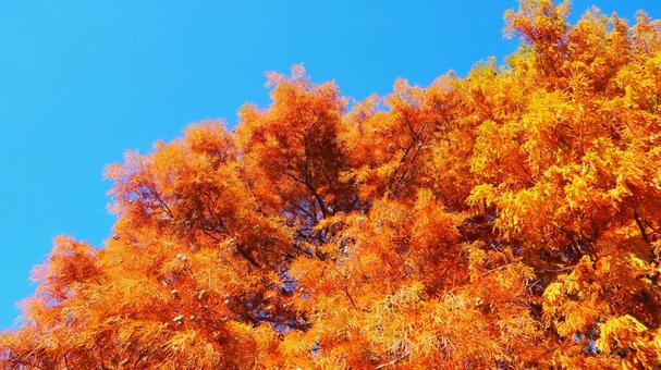 秋の水元公園・オレンジ色の紅葉（葛飾区）の写真