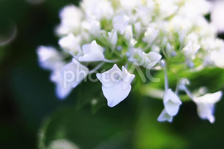 白いガクアジサイ 紫陽花,花,アジサイの写真素材