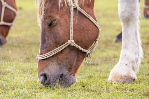 阿蘇草千里ヶ浜で草を食べる馬1 阿蘇草千里ヶ浜で草を食べる馬1 阿蘇,草千里,草千里ヶ浜の写真素材