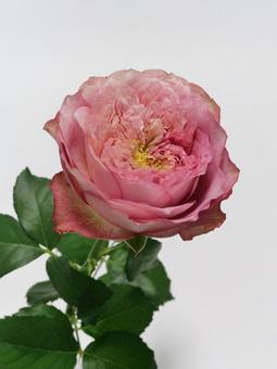 ピンク色のバラの花 ピンク色のバラの花の写真