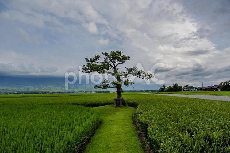田んぼの御神木 田んぼの御神木,植物,佐渡島の写真素材