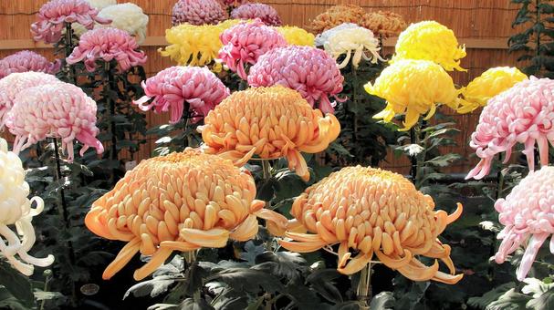 楽寿園の菊まつりにて 菊,秋,花の写真素材