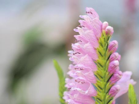 ハナトラノオの写真