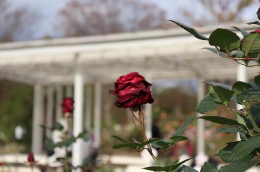 フランス生まれの黒バラ、ブラックバカラ フランス生まれの黒バラ、ブラックバカラ 薔薇,花,植物の写真素材
