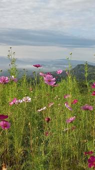 コスモスの群生と青い空と山 コスモスの群生と青い空と山 コスモス,山,空の写真素材