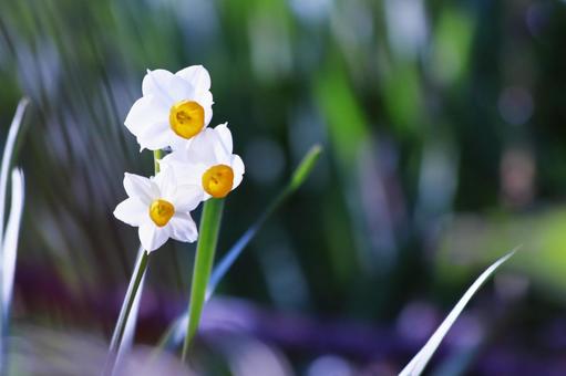 美しい白い水仙の花 美しい白い水仙の花の写真