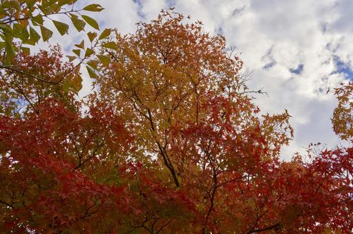 紅葉 紅葉の写真