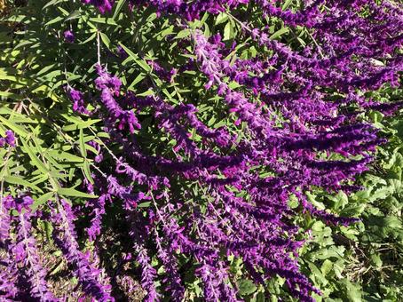 アメジストセージの写真