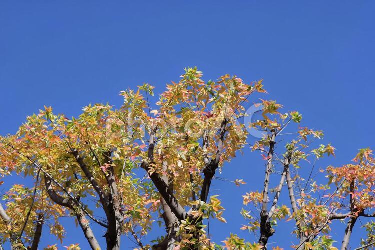 色付いた木の葉と青い空 色付く,紅葉,青空の写真素材