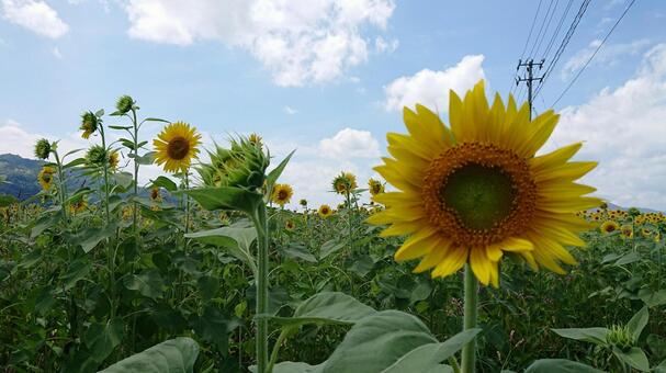 ひまわりばたけ ひまわりばたけの写真