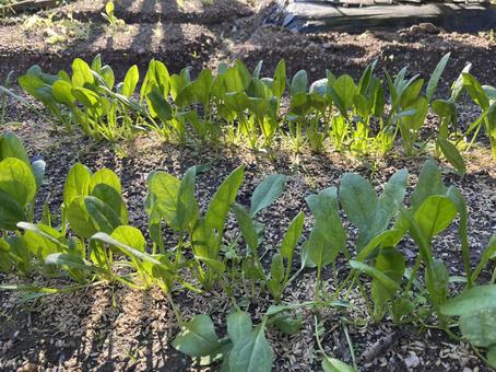 野菜づくりの畑 野菜づくりの畑の写真