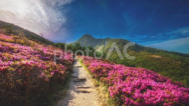 ツツジの咲く道④Ai ツツジ,春,初夏の写真素材