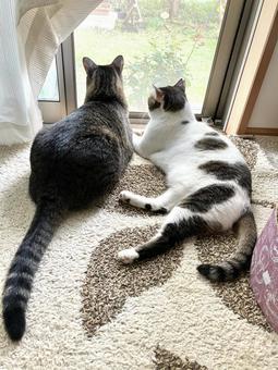 庭を眺める2匹の猫ちゃん 庭を眺める2匹の猫ちゃん 猫,家猫,保護猫の写真素材