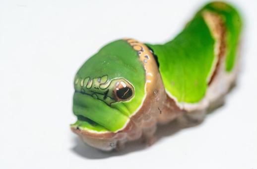 揚羽蝶の幼虫の写真