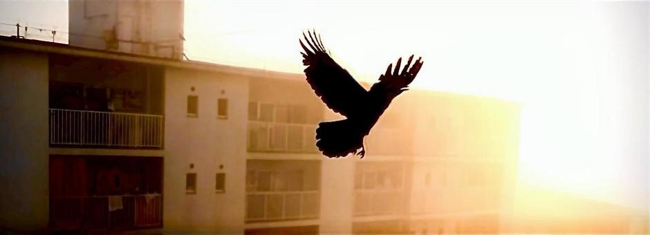 カラス カラス,夕暮れ,羽ばたきの写真素材