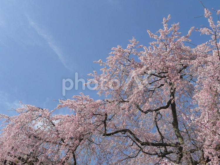 瑠璃寺のしだれ桜3 桜,しだれ桜,春の写真素材