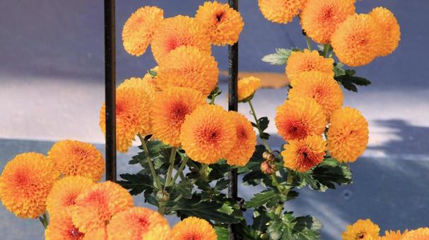 楽寿園の菊まつりにて 菊,秋,花の写真素材