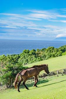 鹿児島　開聞山麓自然公園（トカラ馬牧場） 開聞山麓自然公園,トカラ馬牧場,開聞岳の写真素材