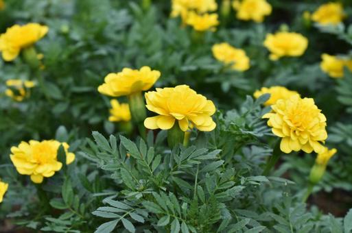 マリーゴールドの写真