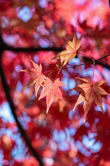 秋の気配・色づくモミジ 秋の気配・色づくモミジ 紅葉,秋,モミジの写真素材