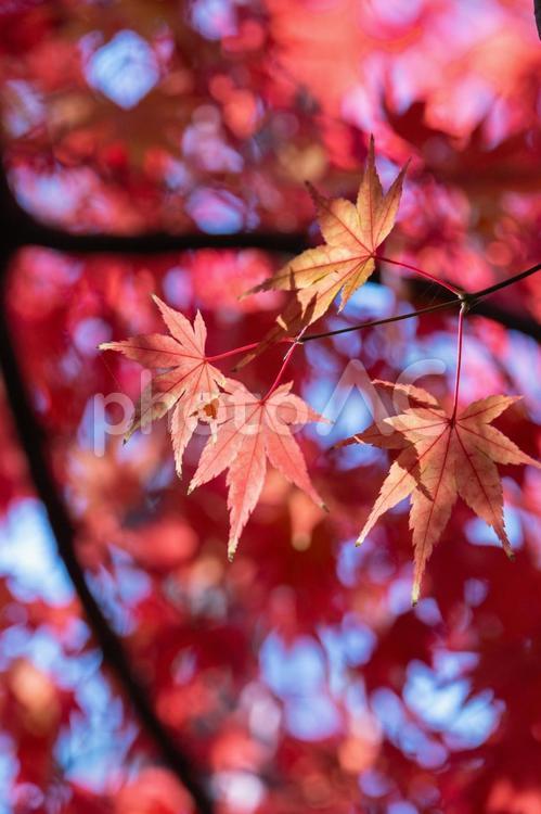 秋の気配・色づくモミジ 紅葉,秋,モミジの写真素材