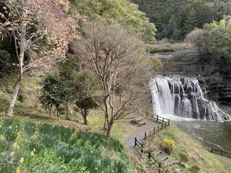 竜門の滝 竜門の滝 自然,春,花の写真素材