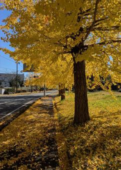 いちょう　紅葉 イチョウ,秋色,ネイチャーの写真素材