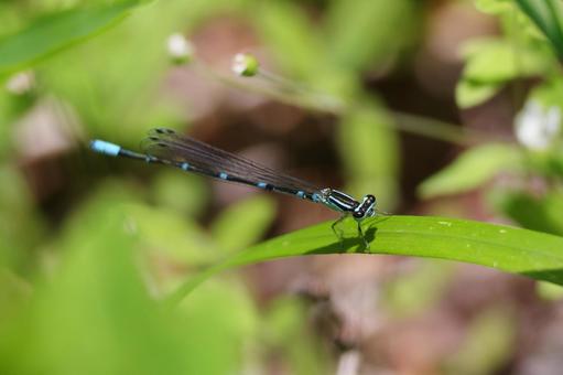 Photo, ozate dragonfly, ittombo, dragonfly, 