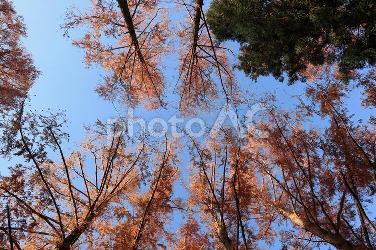 空を覆う木々 空,木,植物の写真素材