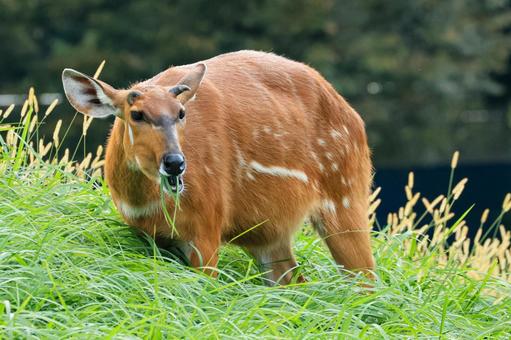 シタツンガ シタツンガ,アフリカ,ウシ目の写真素材