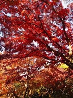 秋空を覆い尽くす鮮やかな紅葉の葉 紅葉,モミジ,カエデの写真素材