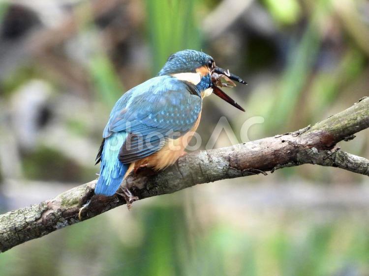 ザリガニを咥えるカワセミ 鳥,野鳥,カワセミの写真素材