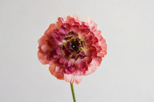 ラナンキュラス ラナンキュラスの写真