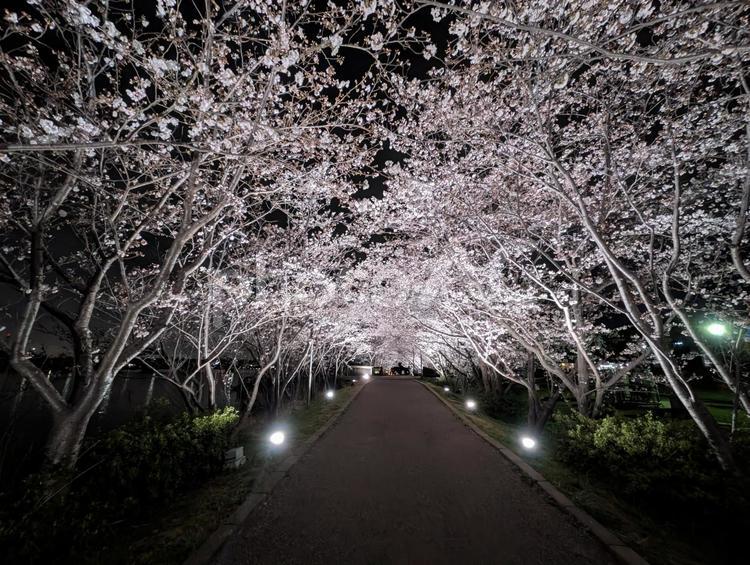 夜桜のアーチ　ライトアップ 夜桜,桜,ライトアップの写真素材