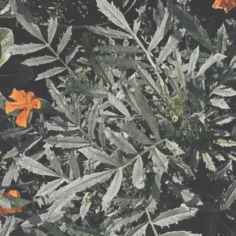 オレンジ色の花2 オレンジ色の花2の写真
