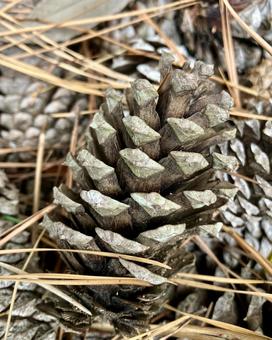 大きい松かさ松ぼっくり 松ぼっくり,松,松かさの写真素材